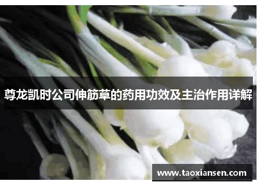 尊龙凯时公司伸筋草的药用功效及主治作用详解