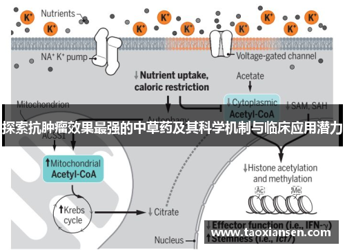探索抗肿瘤效果最强的中草药及其科学机制与临床应用潜力